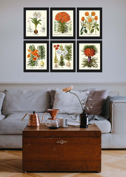 Lily Lilies Wall Art Set of 6 Prints Beautiful Botanical Orange White Vintage Crown Imperial Daylily Fritillary Flowers Decor to Frame BESL