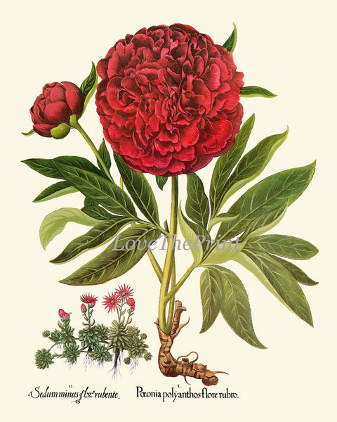 Red Peony Poppy Foxglove Botanical Print Set of 4 Wall Art Antique Vintage Garden Flowers Illustration Picture Home Room Decor to Frame BESL