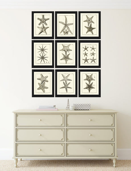 Sea Star Starfish Print set of 9 Wall Decor Art Vintage Sea Ocean Marine Nautical Science Nature Bathroom Office Home Decor to Frame HNDV