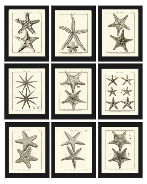 Sea Star Starfish Print set of 9 Wall Decor Art Vintage Sea Ocean Marine Nautical Science Nature Bathroom Office Home Decor to Frame HNDV