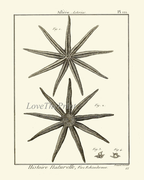 Sea Star Starfish Print set of 9 Wall Decor Art Vintage Sea Ocean Marine Nautical Science Nature Bathroom Office Home Decor to Frame HNDV