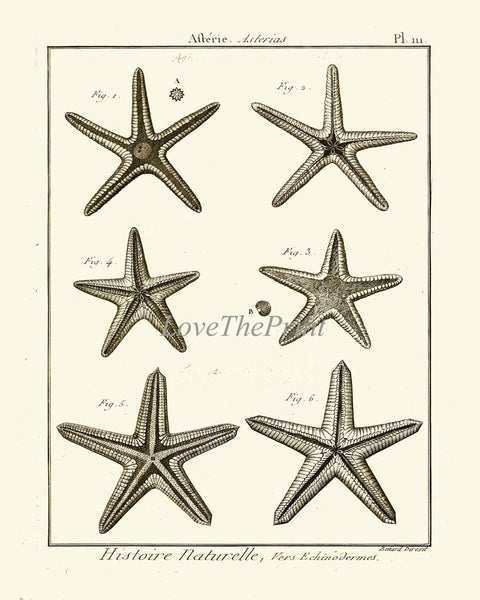 Sea Star Starfish Print set of 9 Wall Decor Art Vintage Sea Ocean Marine Nautical Science Nature Bathroom Office Home Decor to Frame HNDV