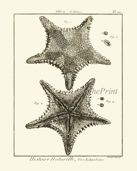 Sea Star Starfish Print set of 9 Wall Decor Art Vintage Sea Ocean Marine Nautical Science Nature Bathroom Office Home Decor to Frame HNDV