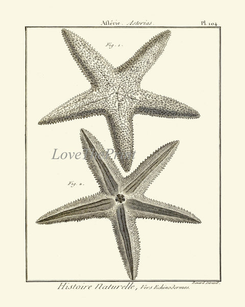 Sea Star Starfish Print set of 9 Wall Decor Art Vintage Sea Ocean Marine Nautical Science Nature Bathroom Office Home Decor to Frame HNDV