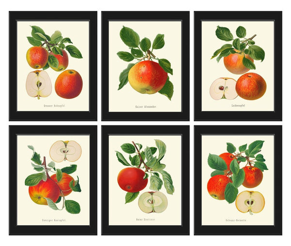 Apple Print Set of 6 Botanical Prints Wall Art Giclee Kitchen Dining Room Antique Vintage Home Decor Illustration Picture Decoration GR