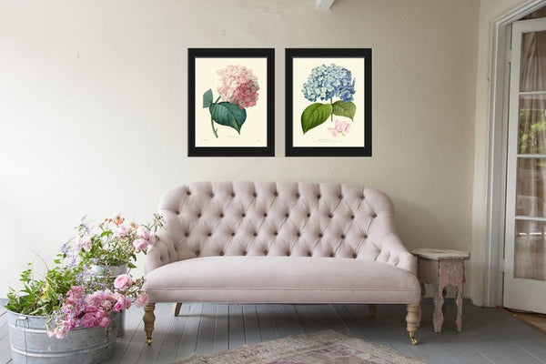 Hydrangea Gartensia Prints Wall Art Set of 2 Pink Blue Flowers Vintage Antique Botanical Floral Decoration Garden Plant Home Room Decor HYDR