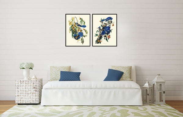 Blue Jay James Audubon Bird Wall Art Prints Set of 2 Beautiful Antique Tree Branch Illustration Forest Nature Home Room Decor to Frame JJA