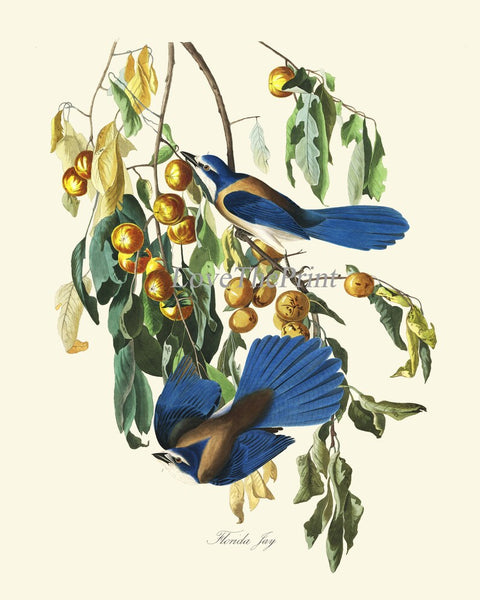 Blue Jay James Audubon Bird Wall Art Prints Set of 2 Beautiful Antique Tree Branch Illustration Forest Nature Home Room Decor to Frame JJA