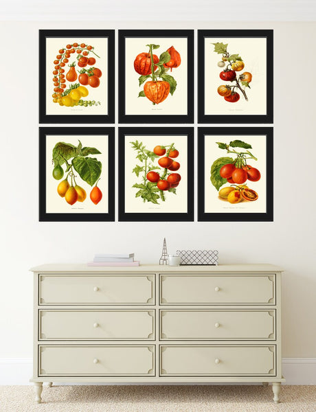 Tomato Botanical Wall Art Print Set of 6 Beautiful Vegetable Heirloom Kitchen Dining Room Chef Cooking Gardening Home Decor to Frame IH