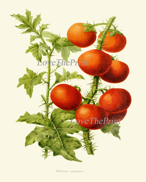 Tomato Botanical Wall Art Print Set of 6 Beautiful Vegetable Heirloom Kitchen Dining Room Chef Cooking Gardening Home Decor to Frame IH