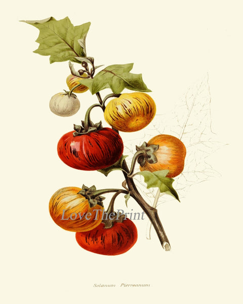 Tomato Botanical Wall Art Print Set of 6 Beautiful Vegetable Heirloom Kitchen Dining Room Chef Cooking Gardening Home Decor to Frame IH