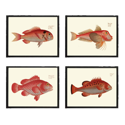 Red Fish Wall Art Set of 4 Prints Beautiful Antique Vintage Sea Ocean Beach House Bathroom Bedroom Coastal Marine Home Decor to Frame BL