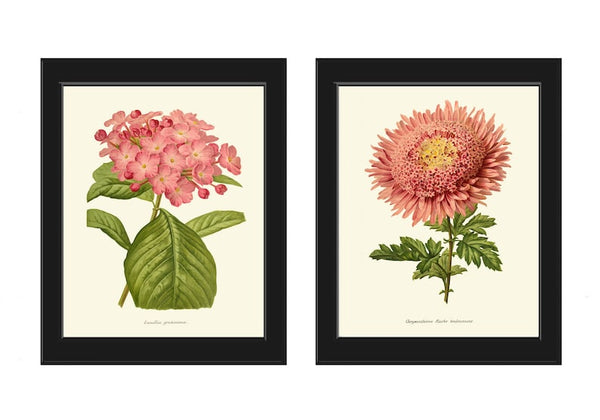 Hydrangea Aster Gartensia Prints Wall Art Set of 2 Pink Botanical Flowers Vintage Antique Floral Decoration Garden Plant Home Room Decor IH