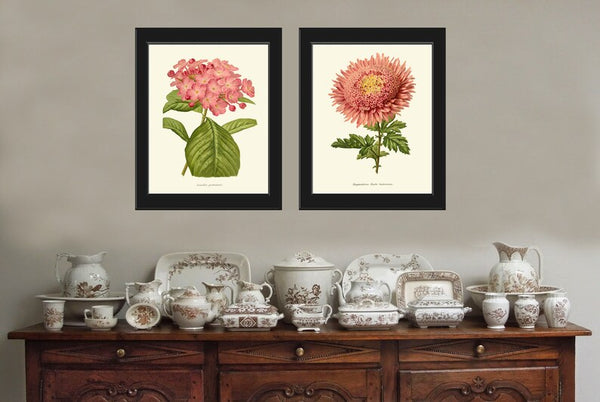 Hydrangea Aster Gartensia Prints Wall Art Set of 2 Pink Botanical Flowers Vintage Antique Floral Decoration Garden Plant Home Room Decor IH