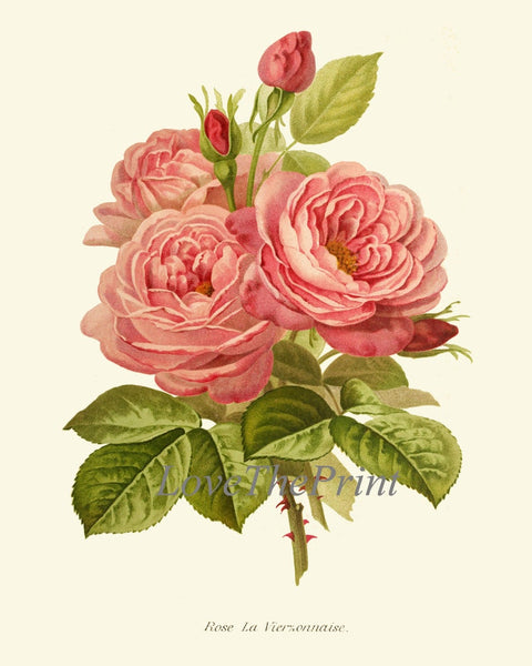 Vintage Pink Coral Botanical Prints Wall Art Set of 4 Beautiful Antique Roses Aster Hydrangea Plants Garden Nature Home Decor to Frame IH