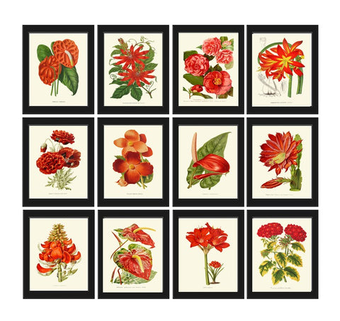 Red Botanical Prints Flowers Wall Art Set of 12 Beautiful Antique Vintage Large Gallery Interior Design Dining Room Home Decor to Frame IH