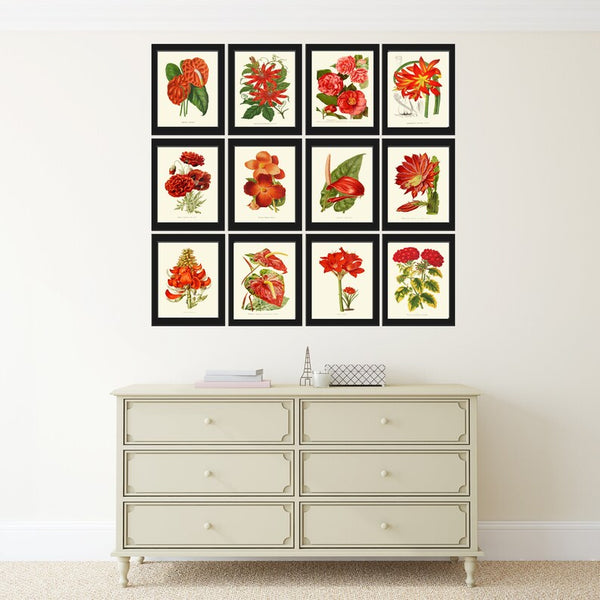 Red Botanical Prints Flowers Wall Art Set of 12 Beautiful Antique Vintage Large Gallery Interior Design Dining Room Home Decor to Frame IH