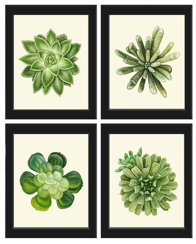 Succulents Home Decor Wall Art Print Set of 4 Beautiful Green Cactus Plants Tropical Exotic Garden Flowers Poster Home Decor to Frame SUCC