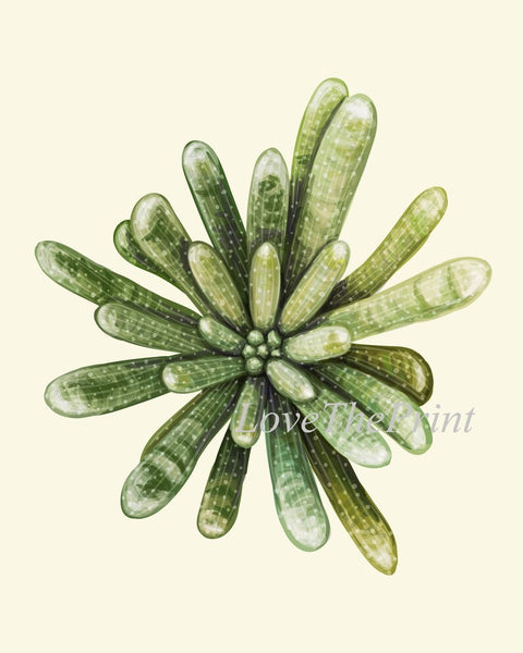 Succulents Home Decor Wall Art Print Set of 4 Beautiful Green Cactus Plants Tropical Exotic Garden Flowers Poster Home Decor to Frame SUCC