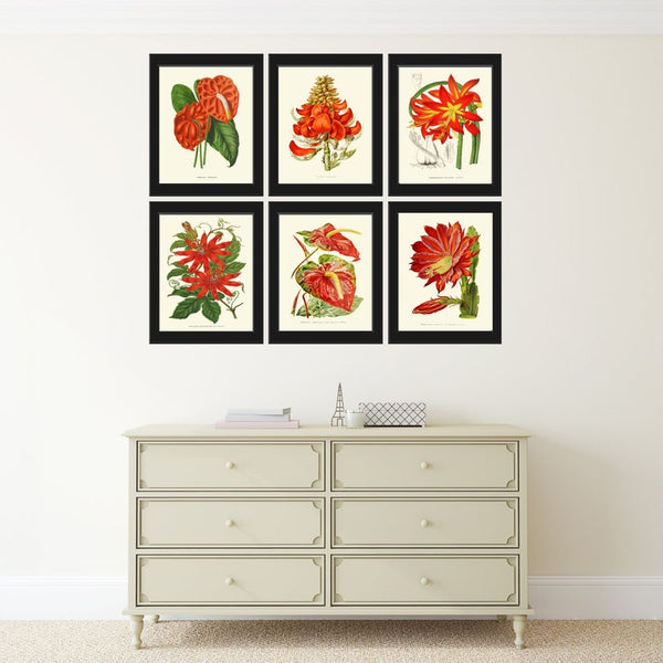 Red Flowers Botanical Pint Set of 6 Wall Art Amaryllis Passion Flower Cactus Green Plants Bedroom Dining Room Kitchen Home Decor to Frame IH