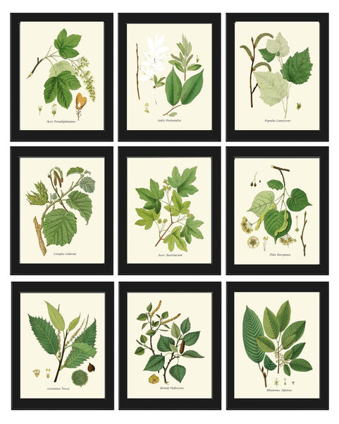 Tree Branch Leaf Botanical Prints Wall Art Set of 9 Beautiful Antique Watercolor Illustration Painting Large Gallery Home Decor to Frame HT