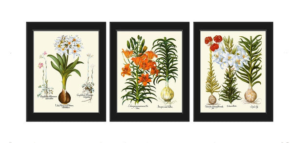 Lily Lilies Flower Botanical Prints Wall Art Set of 3 Beautiful Antique Vintage Garden Plants Chart Illustration Home Decor to Frame BESL