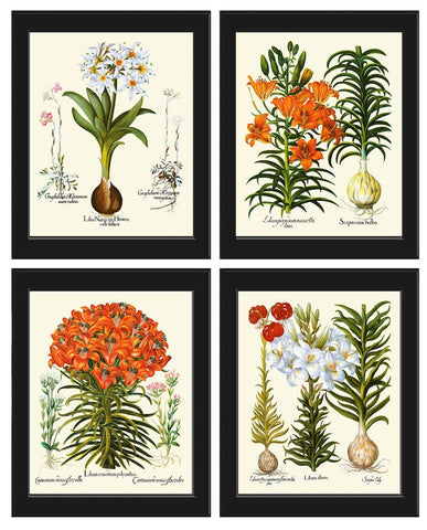 Lily Lilies Wall Art Set of 4 Prints Beautiful Botanical Antique Vintage Crown Imperial Daylily Fritillary Flowers Home Decor to Frame BESL