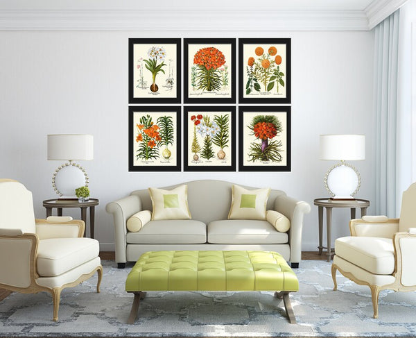 Lily Lilies Wall Art Set of 6 Prints Beautiful Botanical Orange White Vintage Crown Imperial Daylily Fritillary Flowers Decor to Frame BESL