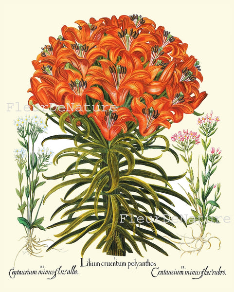 Lily Lilies Wall Art Set of 6 Prints Beautiful Botanical Orange White Vintage Crown Imperial Daylily Fritillary Flowers Decor to Frame BESL