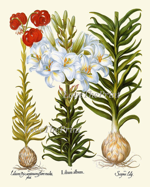 Lily Lilies Wall Art Set of 6 Prints Beautiful Botanical Orange White Vintage Crown Imperial Daylily Fritillary Flowers Decor to Frame BESL