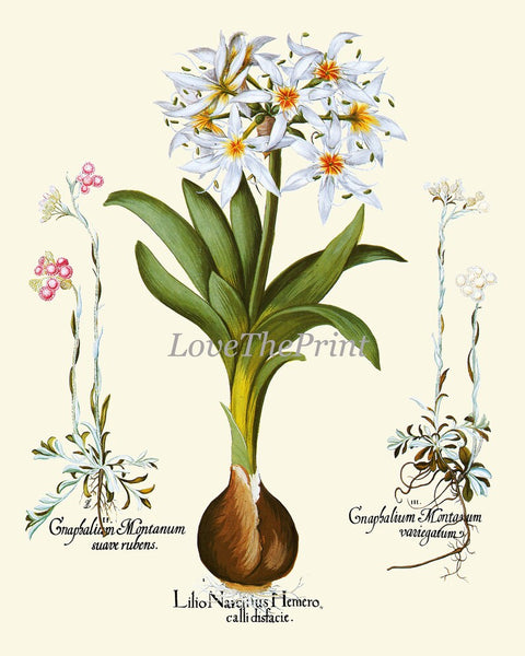 Lily Lilies Wall Art Set of 6 Prints Beautiful Botanical Orange White Vintage Crown Imperial Daylily Fritillary Flowers Decor to Frame BESL