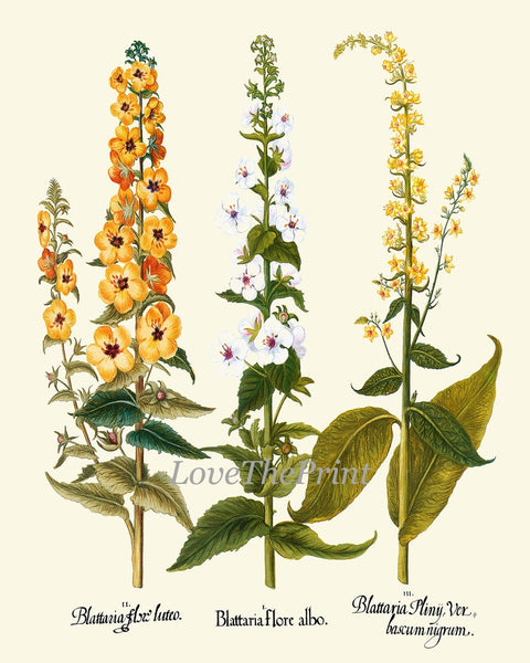 Wildflower Fruit Spices Botanical Prints Wall Art Set of 9 Beautiful Spring Summer Garden Outdoor Nature Antique Vintage Decor to Frame BESL