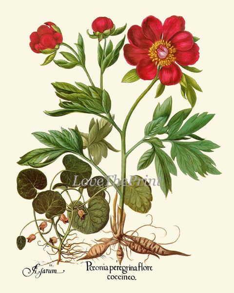 Red Peony Poppy Foxglove Botanical Print Set of 4 Wall Art Antique Vintage Garden Flowers Illustration Picture Home Room Decor to Frame BESL