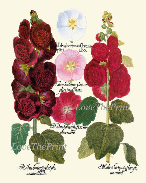 Red Burgundy Botanical Wall Art Print Set of 6 Beautiful Flowers Peony Poppies Carnations Hollyhock Foxglove Plants Home Decor to Frame BESL