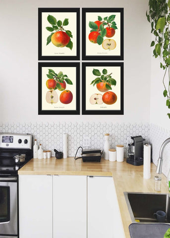 Red Apple Botanical Wall Art Set of 4 Beautiful Vintage Antique Fruit Dining Room Kitchen Garden Nature Illustration Home Decor to Frame GR