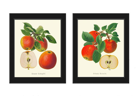 Red Apple Botanical Fruit Wall Art Set of 2 Beautiful Vintage Antique Dining Room Kitchen Garden Nature Illustration Home Decor to Frame GR