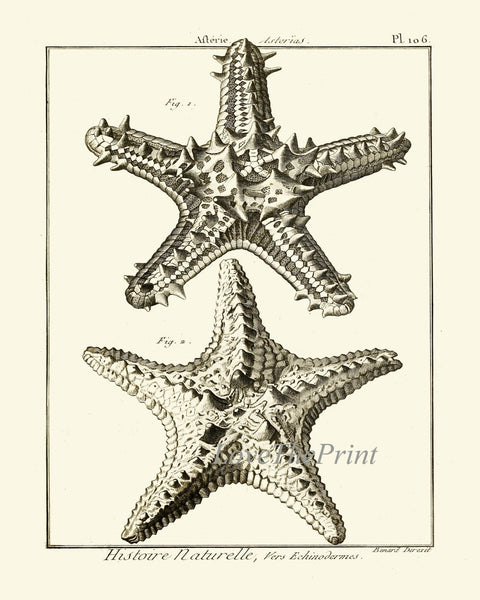 Sea Star Starfish Print set of 9 Wall Decor Art Vintage Sea Ocean Marine Nautical Science Nature Bathroom Office Home Decor to Frame HNDV