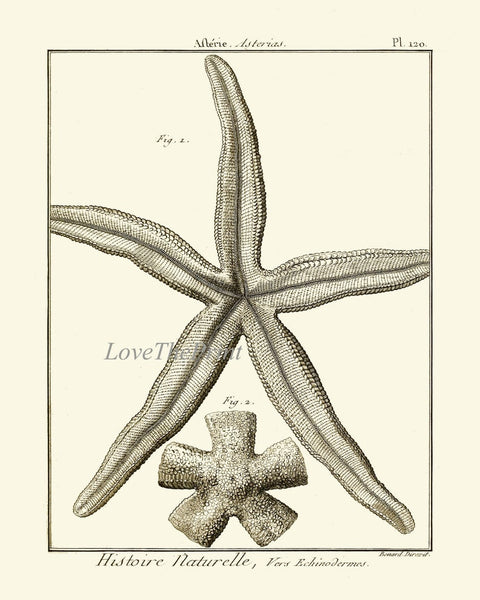 Sea Star Starfish Print set of 9 Wall Decor Art Vintage Sea Ocean Marine Nautical Science Nature Bathroom Office Home Decor to Frame HNDV