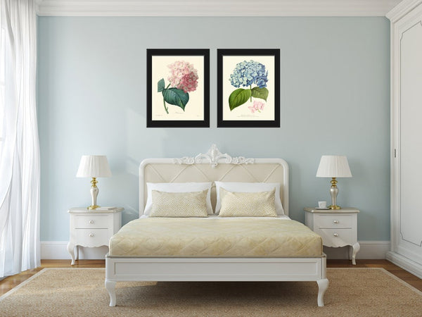 Hydrangea Gartensia Prints Wall Art Set of 2 Pink Blue Flowers Vintage Antique Botanical Floral Decoration Garden Plant Home Room Decor HYDR