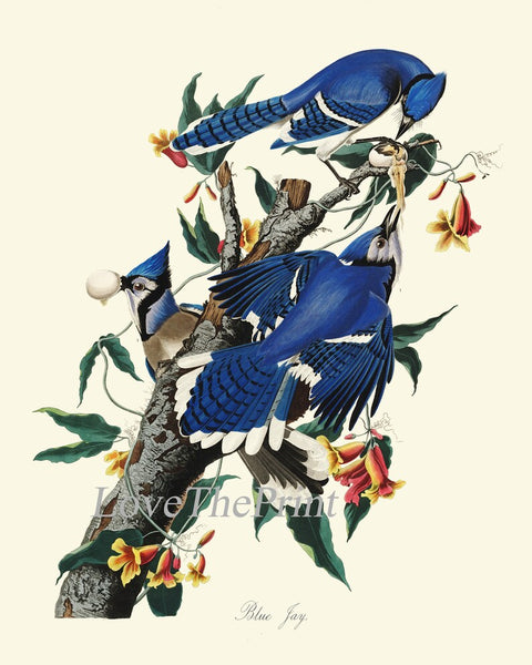 Blue Jay James Audubon Bird Wall Art Prints Set of 2 Beautiful Antique Tree Branch Illustration Forest Nature Home Room Decor to Frame JJA