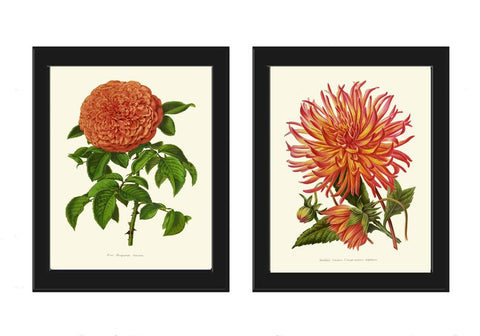 Rose Dahlia Flowers Botanical Prints Wall Art Set of 2 Beautiful Antique Vintage Gardening Decoration Illustration Home Decor to Frame IH