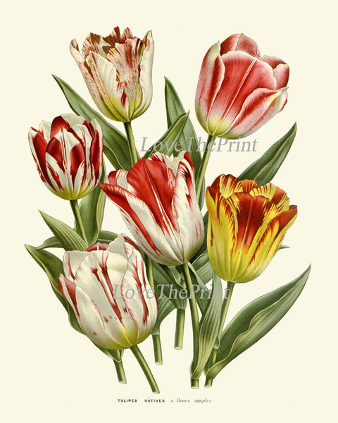 Tulip Flower Prints Wall Art Set of 2 Vintage Antique Botanical Pretty Colorful Living Room Dining Kitchen Office Nursery Home Decor HOU