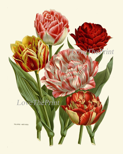 Tulip Flower Prints Wall Art Set of 2 Vintage Antique Botanical Pretty Colorful Living Room Dining Kitchen Office Nursery Home Decor HOU