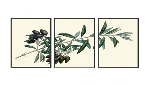 Olive Tree Branch Botanical Wall Art Set of 3 Prints Beautiful Antique Vintage Dining Room Kitchen Farmhouse Cottage Home Decor to Frame TR