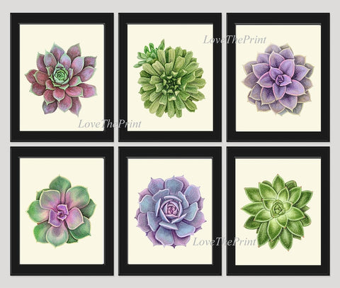 Succulents Plants Prints Wall Art Home Decor Set of 6 Beautiful Colorful Green Violet Purple Tropical Watercolor Home Decor to Frame SUCC