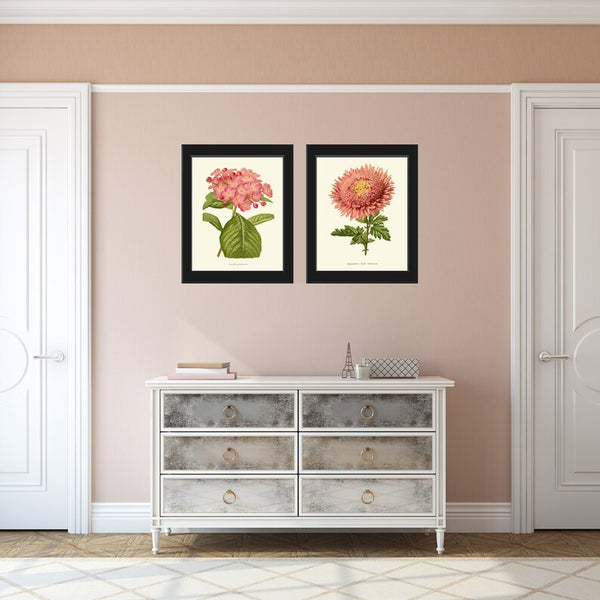 Hydrangea Aster Gartensia Prints Wall Art Set of 2 Pink Botanical Flowers Vintage Antique Floral Decoration Garden Plant Home Room Decor IH