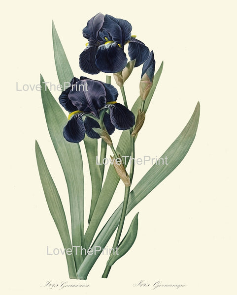 Iris Flower Botanical Prints Wall Art Home Decor Set of 12 Large Gallery Beautiful Vintage Blue White Yellow Plants Home Decor to Frame REDT