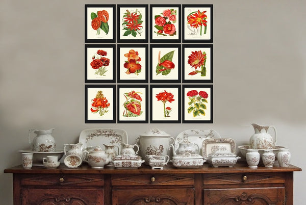 Red Botanical Prints Flowers Wall Art Set of 12 Beautiful Antique Vintage Large Gallery Interior Design Dining Room Home Decor to Frame IH