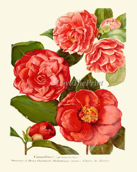 Red Botanical Prints Flowers Wall Art Set of 12 Beautiful Antique Vintage Large Gallery Interior Design Dining Room Home Decor to Frame IH