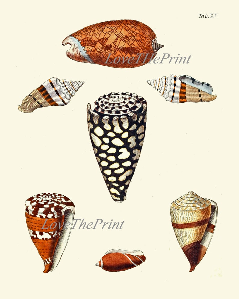 North America, USA, Hawaii. Sea shells For sale as Framed Prints, Photos,  Wall Art and Photo Gifts